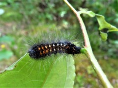 Acronicta auricoma