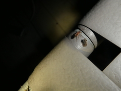 Ozophora picturata