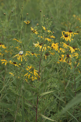 Rudbeckia triloba