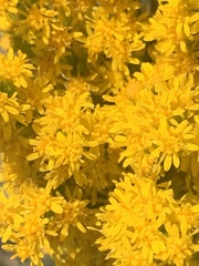 Solidago velutina