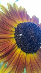 Thomisidae
