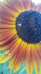 Thomisidae
