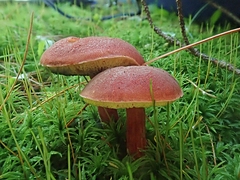 Hortiboletus campestris