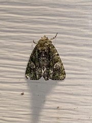 Phosphila miselioides