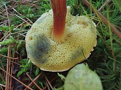 Hortiboletus campestris