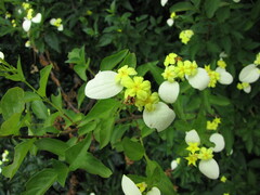 Pseudomussaenda flava