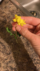Lotus corniculatus