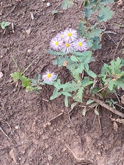 Erigeron speciosus