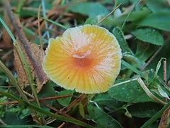 Gliophorus