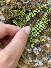 Asplenium trichomanes