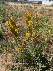 Solidago velutina