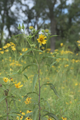 Helianthus grosseserratus