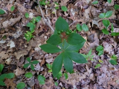 Medeola virginiana
