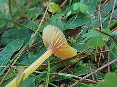 Gliophorus