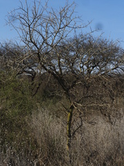 Geoffroea decorticans