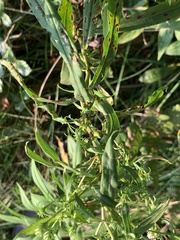 Symphyotrichum firmum