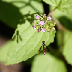 Ocyptamus fuscipennis