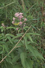 Eutrochium maculatum