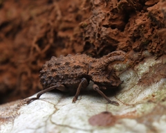 Bolitotherus cornutus