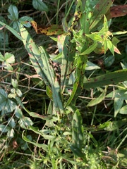 Symphyotrichum firmum