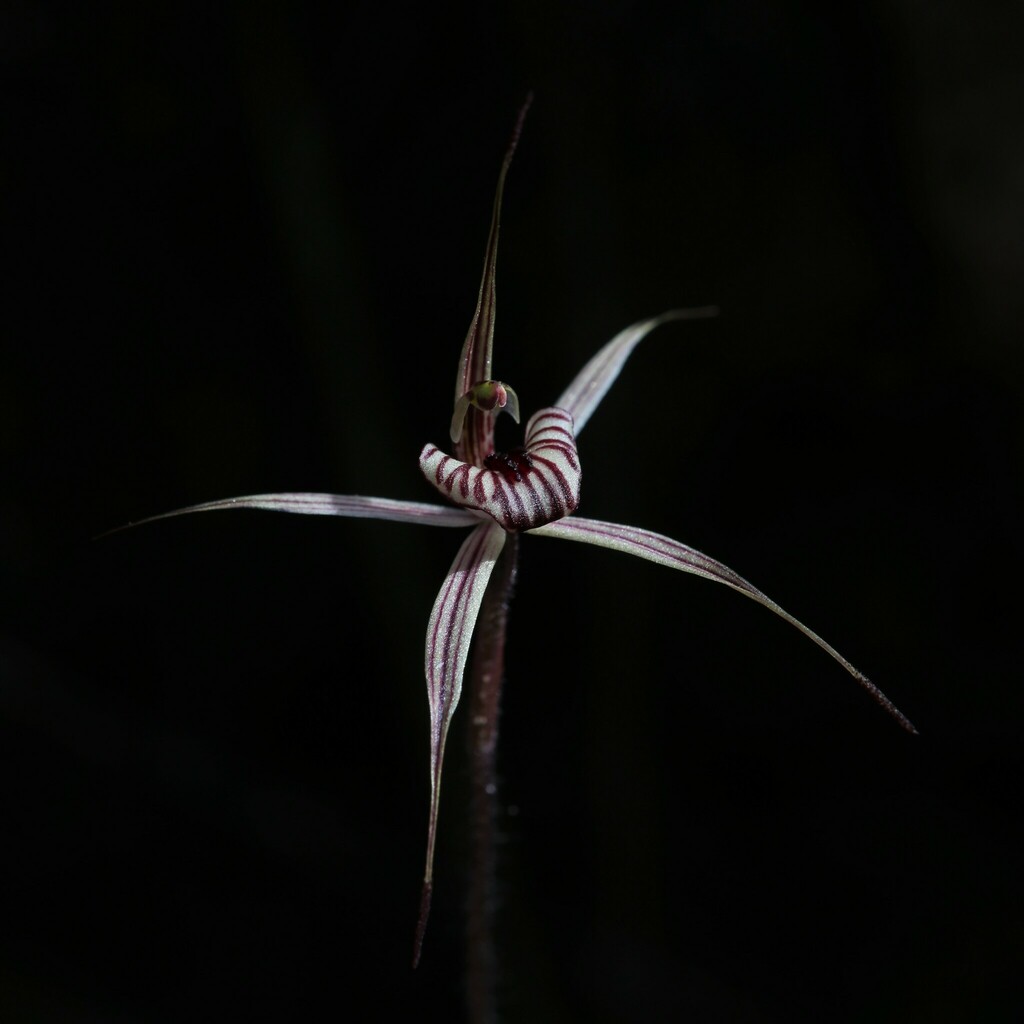 Caladenia wanosa