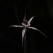 Kalbarri Spider Orchid - Photo (c) Hugo Innes, some rights reserved (CC BY), uploaded by Hugo Innes