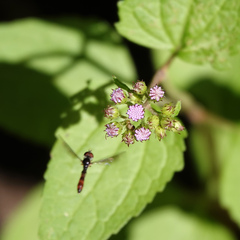 Ocyptamus fuscipennis