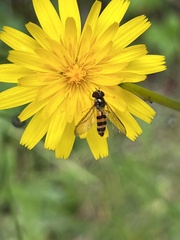 Meliscaeva cinctella