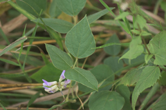 Amphicarpaea bracteata