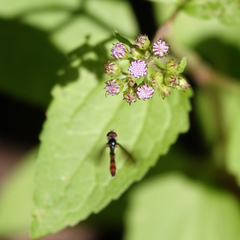 Ocyptamus fuscipennis