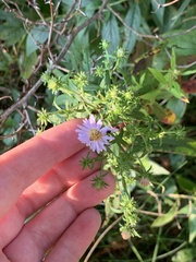 Symphyotrichum firmum