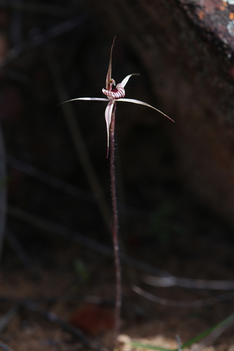 Image of Caladenia wanosa by (c) Hugo Innes, some rights reserved (CC BY)