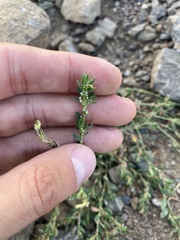 Polygonum arenastrum