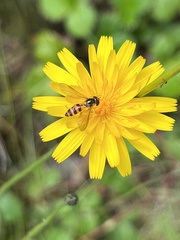 Meliscaeva cinctella