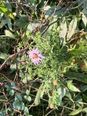 Symphyotrichum firmum