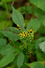 Rudbeckia triloba