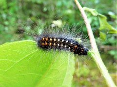 Acronicta auricoma