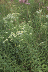 Doellingeria umbellata