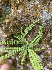Asplenium trichomanes