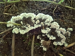Thelephora terrestris