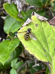 Sericomyia chalcopyga