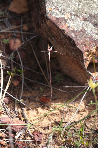 Image of Caladenia wanosa by (c) Hugo Innes, some rights reserved (CC BY)