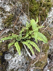 Asplenium trichomanes