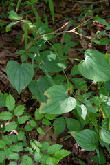 Dioscorea villosa