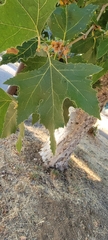 Platanus racemosa