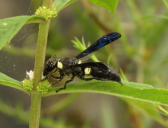 Monobia quadridens