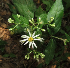 Eurybia