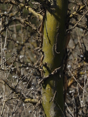 Geoffroea decorticans