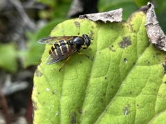 Sericomyia chalcopyga