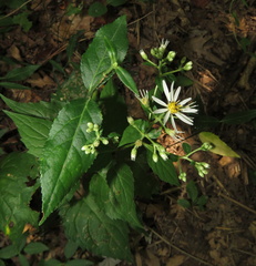 Eurybia